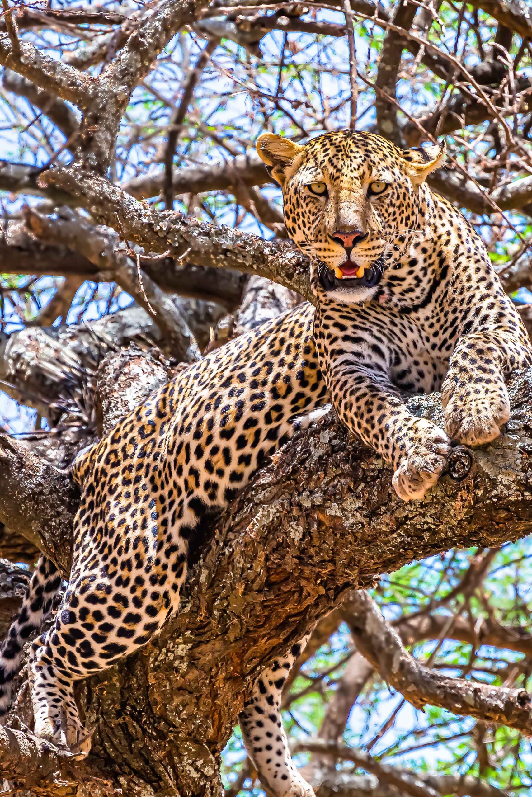 african-leopard