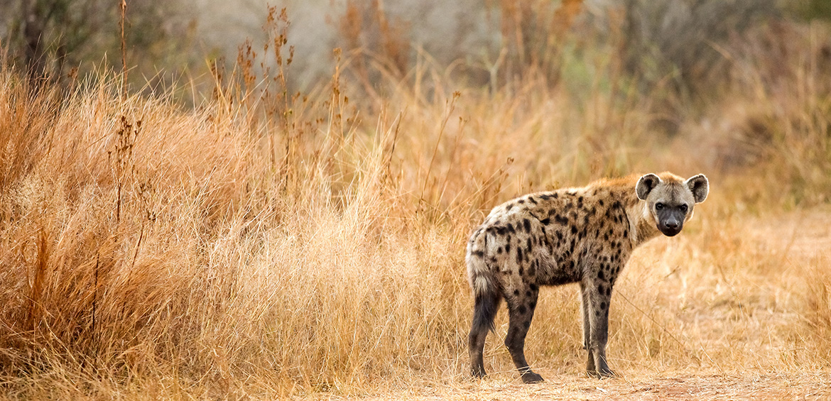 hyena