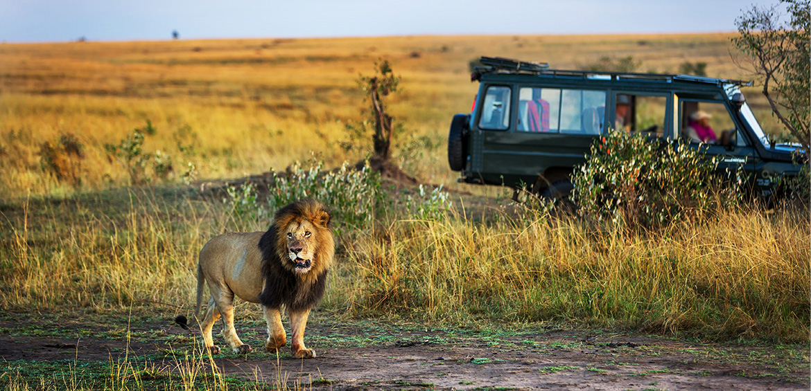 lions-tourist