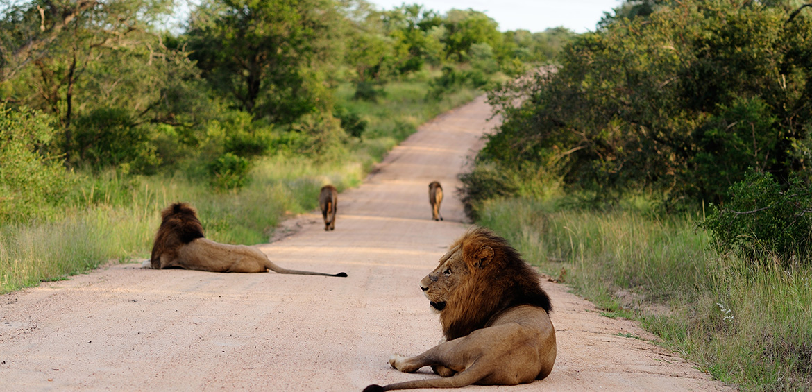 lions