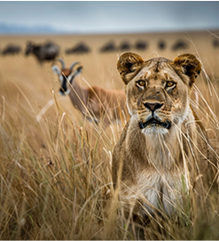 lions
